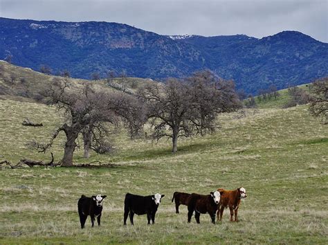 Range Cattle Photograph By Brett Harvey