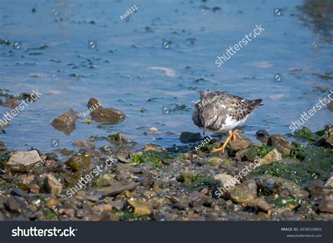 Ruddy Turnstone Arenaria Interpres Wading Bird Stock Photo