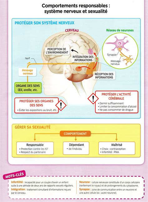 Syst Me Nerveux Nerveux R Seau De Neurones