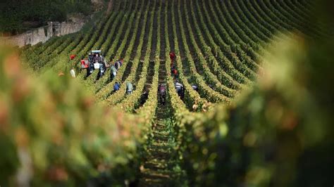 La Francia Produce Troppo Vino Il Governo Stanzia 200 Milioni Di Euro