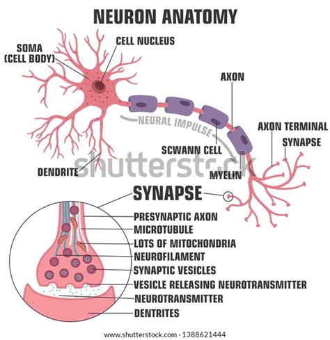 Neuron Diagram Synapse