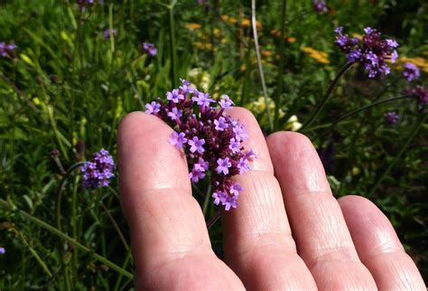 Small Petal Purple Flower Home Alqu