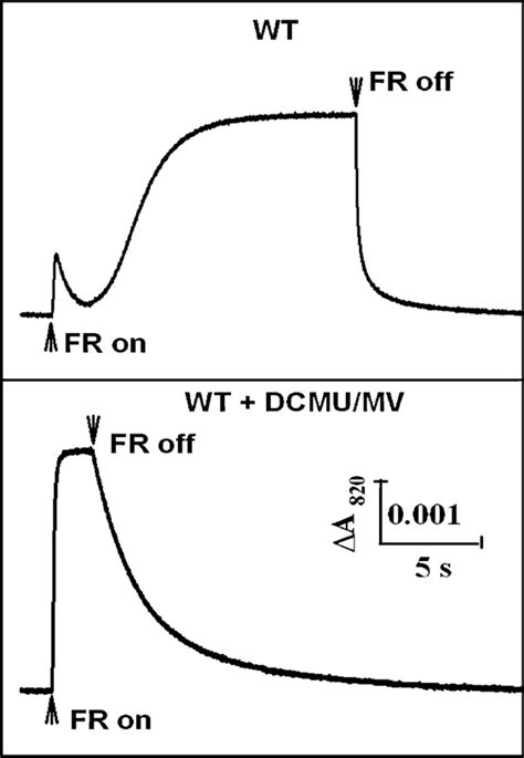 Typical Traces Of P700 Photooxidation Reduction Kinetics Under Fr Light Download Scientific