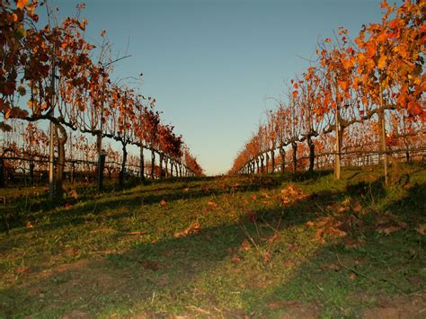 Napa Fall! | Farmland, Outdoor, Places ive been