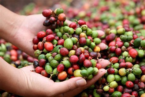 Café Flor De America Venezuela