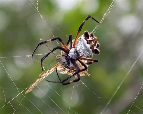 Orb Weaver Spider | The Life of Animals