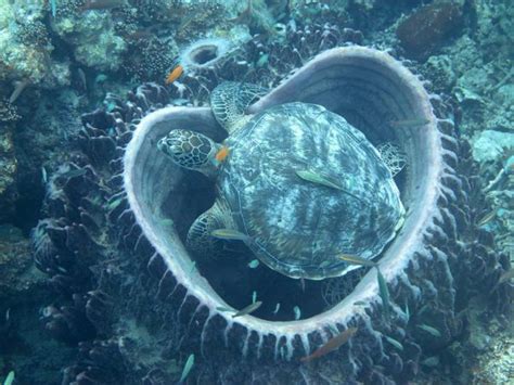 Snorkeling with Sea Turtles – Snorkeling Thailand