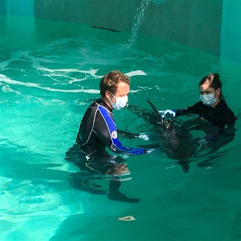 A Rough Toothed Dolphin Rehabilitating At Clearwater Marine Aquarium