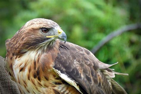 Hawkeye Bird Of Prey At Beulieu Motor Museum And Gardens Sue