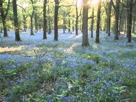 Bluebell Drifts Youtube Bluebells English Bluebells Wild Flowers