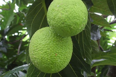 Breadfruit Chips | Evah Bite