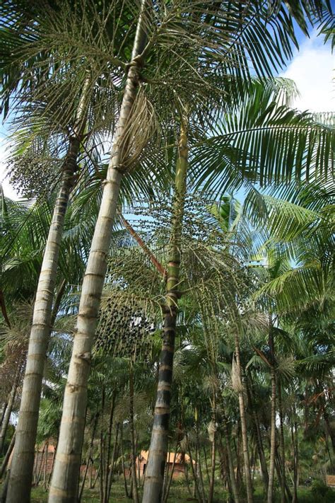 Euterpe Oleracea Plantation in Bahia Stock Image - Image of acai ...