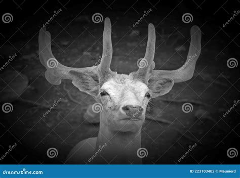 A White Deer Stag For Male White Hind For The Female Stock Photo