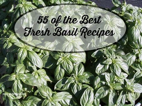 Sweet Basil Recipes That Use Fresh Basil Basil Recipes Fresh Basil