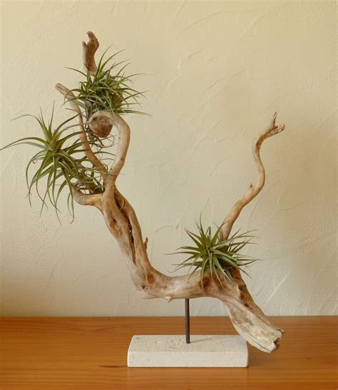 Sculpture En Bois Flott Support Pour Tillandsias Objet D Co