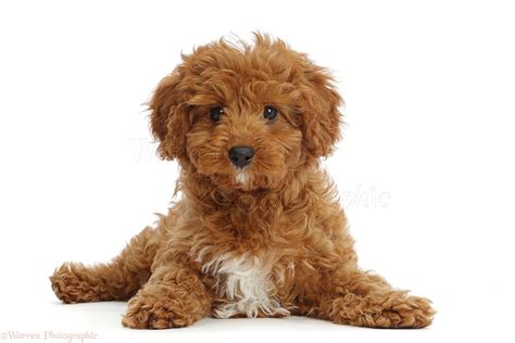 Dog Red Cavapoo Puppy Photo Wp46776