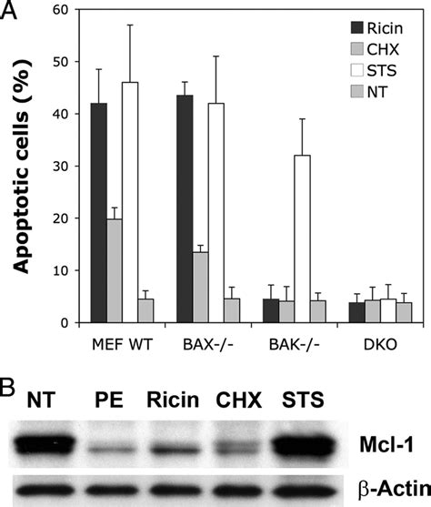 The Preferential Role Of Bak And Mcl Downregulation In Apoptosis