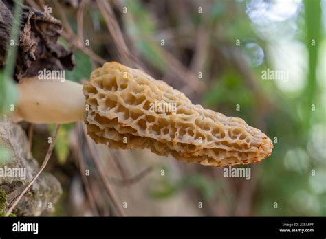 Edible Mushrooms Common Morel Fungus Morchella Esculenta Spring