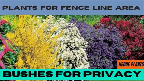 Large Bushes For Privacy Privacy Plants For Fence Line Area Hedge