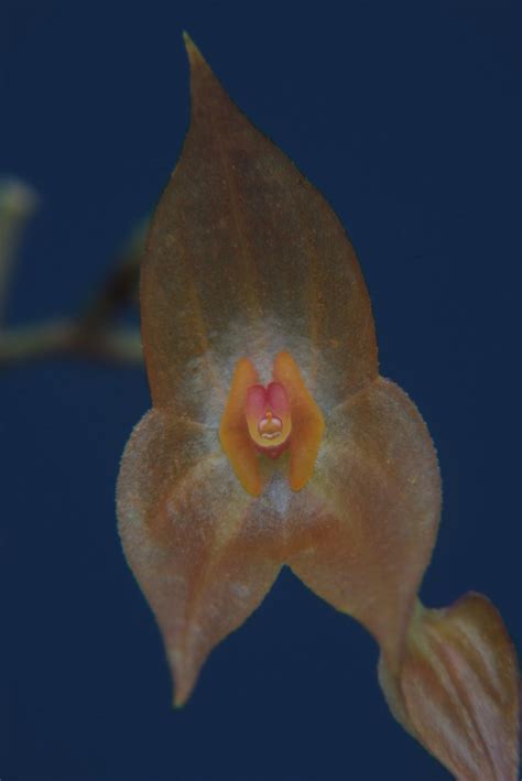 Lepanthes Maduroi Wiel Driessen Flickr