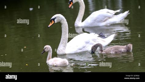 Handan China June Black And White Swan Babies Are Hatched