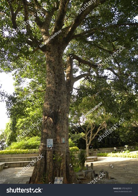 Peepal Tree Known Ficus Religiosa Bodhi Foto Stock 570162913 Shutterstock