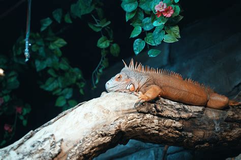 Close Photo of White and Black Lizard on Branch · Free Stock Photo