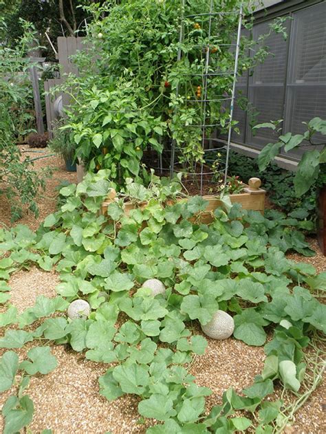 9 Tips for planting and growing Cantaloupe in your garden – OBSiGeN