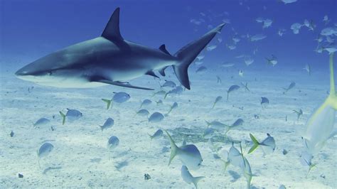 Now You Can Go Shark Watching On A Submarine