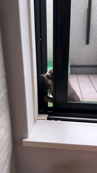 Otter Qoo~mommy Open The Door Why Did You Close It😁🦦 Cute Otter Ytshorts Ytviral Otternoise