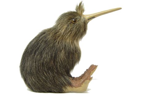 Kiwi Bird PNG File PNG Mart