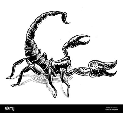 Poisonous Desert Scorpion Ink Black And White Drawing Stock Photo Alamy