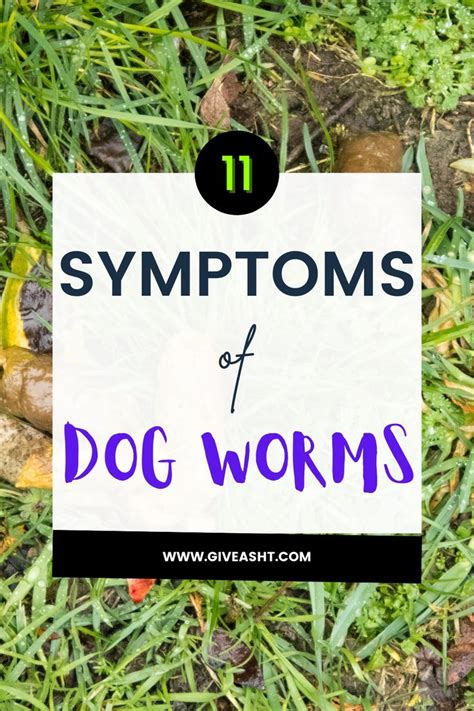 Dog worms how to treat them – Artofit