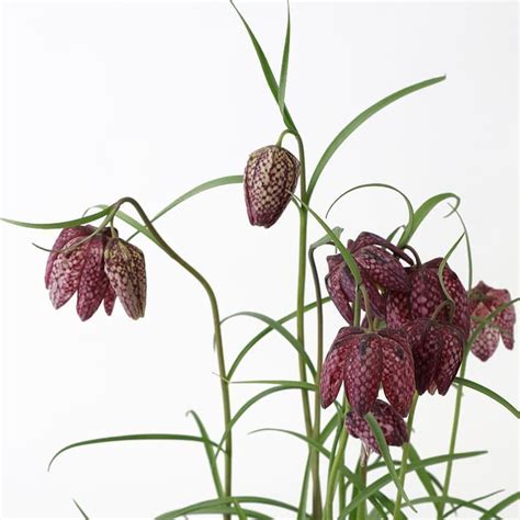 FRITILLARY SNAKES HEAD 1 LITRE FP Potted Bulbs Tates