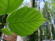 Category:Betulaceae leaves - Wikimedia Commons