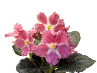 20 Different African Violet Varieties Photos Garden Lovers Club