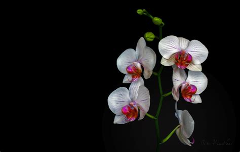 🔥 [40+] White Orchids Wallpapers | WallpaperSafari