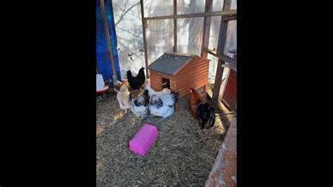 CHICKEN HOTEL LIVE YouTube