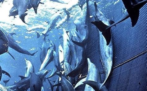 Tuna Nets Killing Dolphins