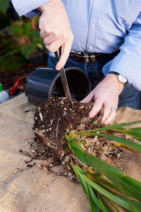 How To Divide Orchids When Repotting Orchid Plant Care How To Replant Orchids Cymbidium