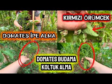 DOMATES İPE ALMA DOMATES BUDAMA KOLTUK ALMA DOMATESTE KIRMIZI