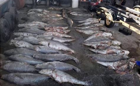 México China Y Eu Van Contra El Tráfico Ilegal De La Totoaba El