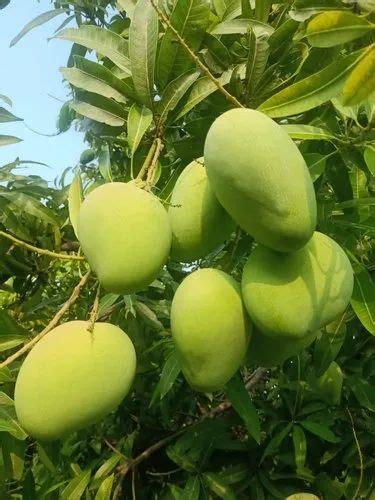 Green Mango Crate Packaging Size 20 Kg At Rs 50 Kg In Bengaluru ID