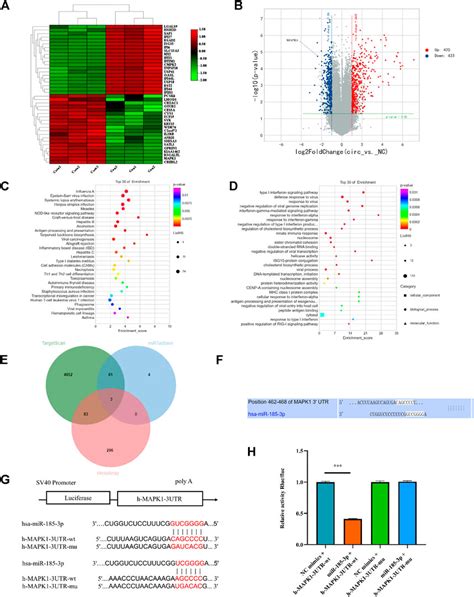 Frontiers Hsa Circ 0008870 Suppresses Bone Formation Of Growth Plate