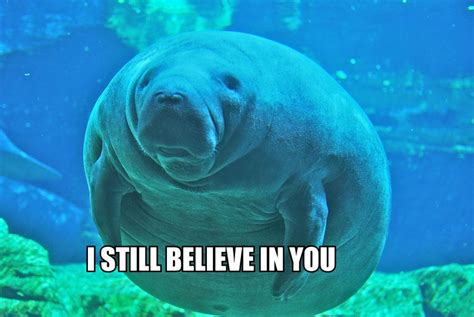 Calming Manatees Its Mostly Funny And Fantastic Obviously That