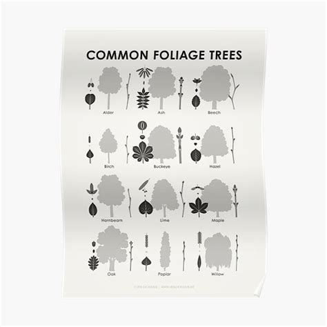 "Common Foliage or Deciduous Trees Identification ID Chart" Poster for ...