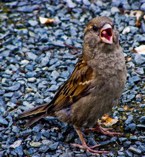 Angry Sparrow