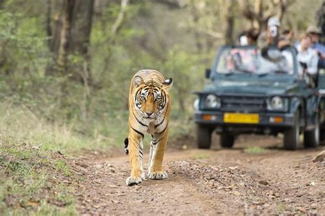 Golden Triangle And Ranthambore 7 Night Private Tour 2024 New Delhi