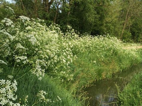 A Stream Running Through A Lush Green Forest Filled With White