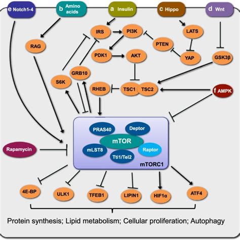 MTORC1 And Its Signaling Networks MTORC1 Is Composed Of MTOR Raptor